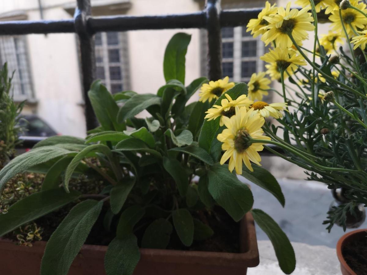Apartament La Chiocciolina Lukka Zewnętrze zdjęcie